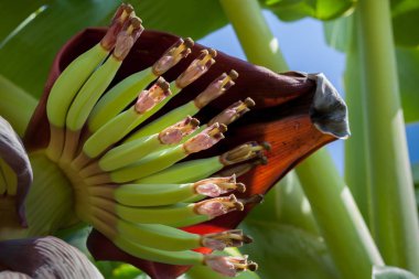 çiçek ile genç muz