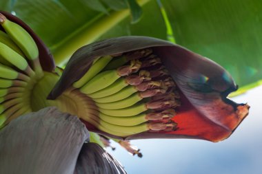 çiçek ile genç muz