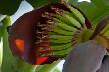 çiçek ile genç muz