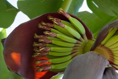 çiçek ile genç muz