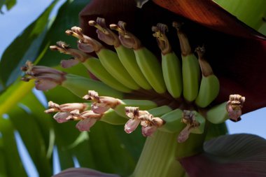 çiçek ile genç muz