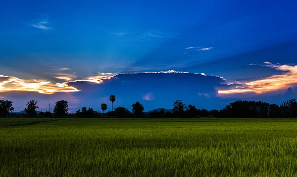 Reisfelder im Sonnenuntergang — Stockfoto