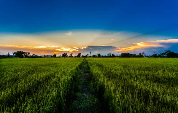 Campos verdes de arroz na hora do pôr do sol — Fotografia de Stock