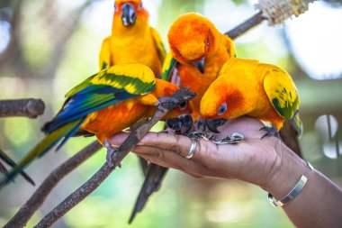 renkli güneş Conure kuşlar