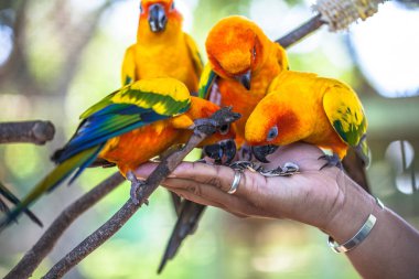 renkli güneş Conure kuşlar