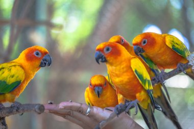 renkli güneş Conure kuşlar