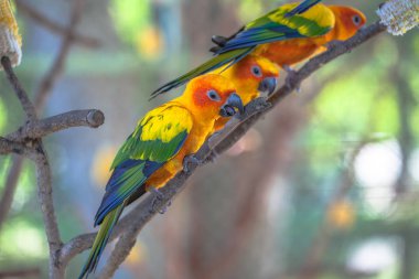 renkli güneş Conure kuşlar