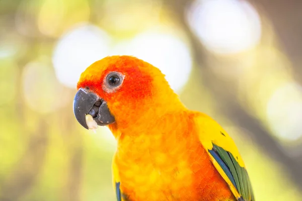 Barevní ptáci slunce Conure — Stock fotografie