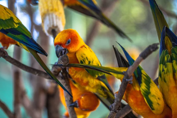 Färgstarka solen Conure fåglar — Stockfoto
