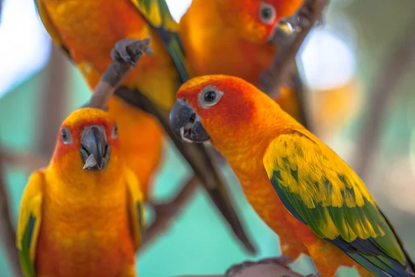 Renkli güneş Conure kuşlar — Stok fotoğraf