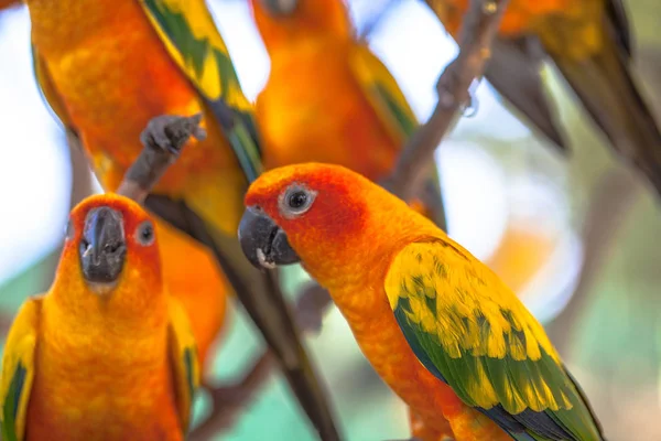 Barevní ptáci slunce Conure — Stock fotografie