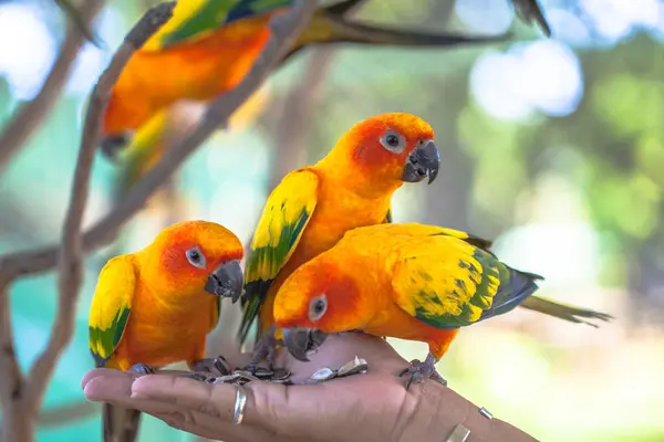 Πολύχρωμα πουλιά Sun Conure — Φωτογραφία Αρχείου