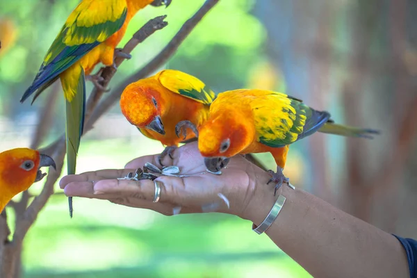 Coloridos pássaros Sun Conure — Fotografia de Stock