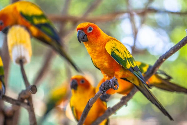 Barevní ptáci slunce Conure — Stock fotografie