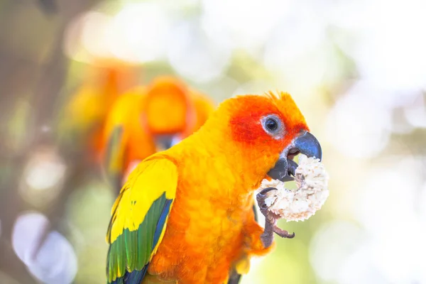 Πολύχρωμα πουλιά Sun Conure — Φωτογραφία Αρχείου