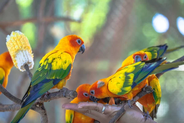 Barevní ptáci slunce Conure — Stock fotografie