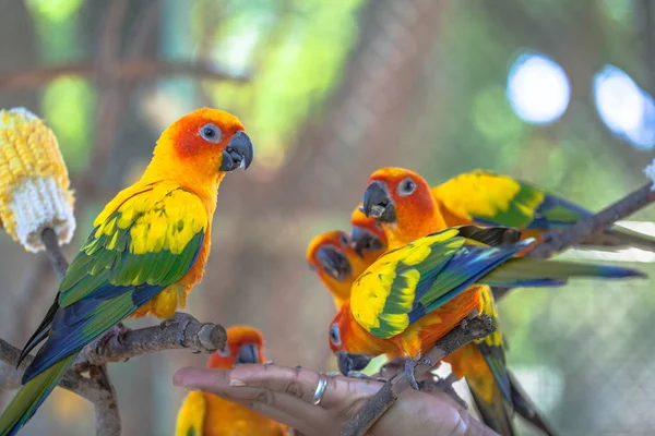 Πολύχρωμα πουλιά Sun Conure — Φωτογραφία Αρχείου