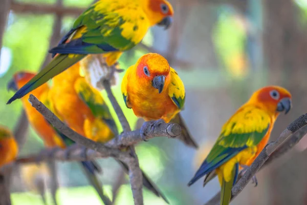 Färgstarka solen Conure fåglar — Stockfoto