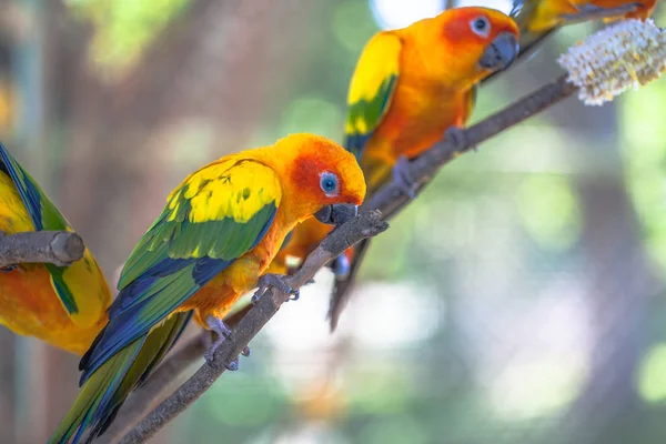 colourful Sun Conure birds