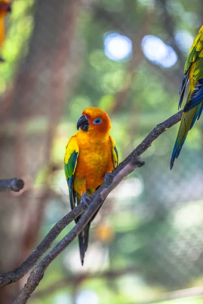 Coloridos pássaros Sun Conure — Fotografia de Stock