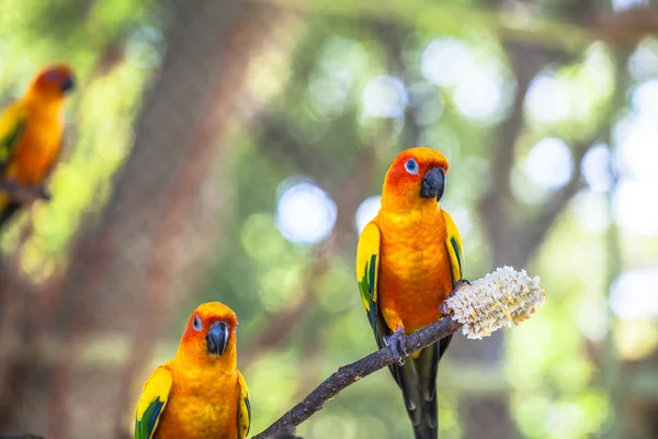 Coloridos pássaros Sun Conure — Fotografia de Stock