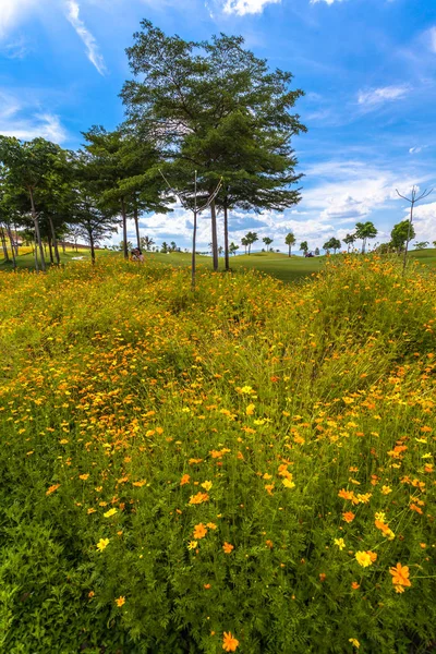 Yeşil alan yanında küçük sarı çiçekler — Stok fotoğraf