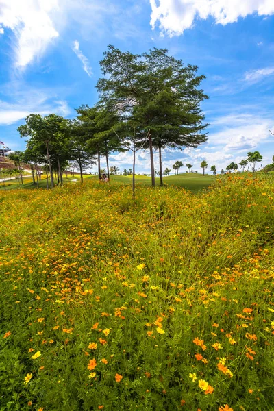 yeşil alan yanında küçük sarı çiçekler