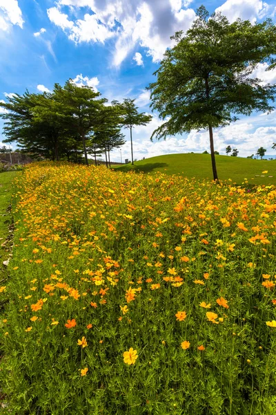yeşil alan yanında küçük sarı çiçekler