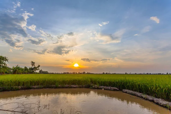 Sonnenuntergang über Reisfeldern. — Stockfoto