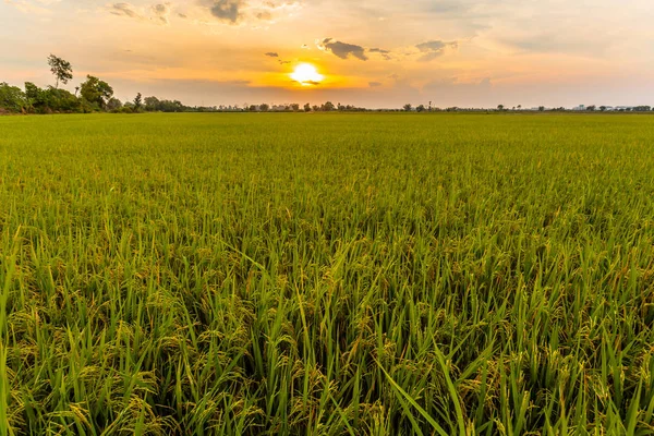 Sonnenuntergang über Reisfeldern. — Stockfoto