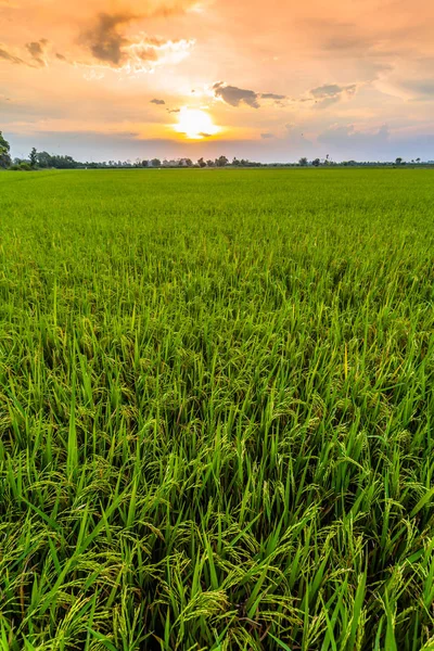 Por do sol acima dos campos de arroz . — Fotografia de Stock