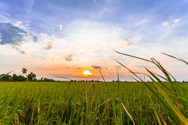 Puesta de sol sobre campos de arroz . — Foto de Stock