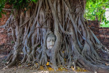 Buda'nın kafasından banyan tree roots