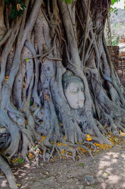Buda'nın kafasından banyan tree roots