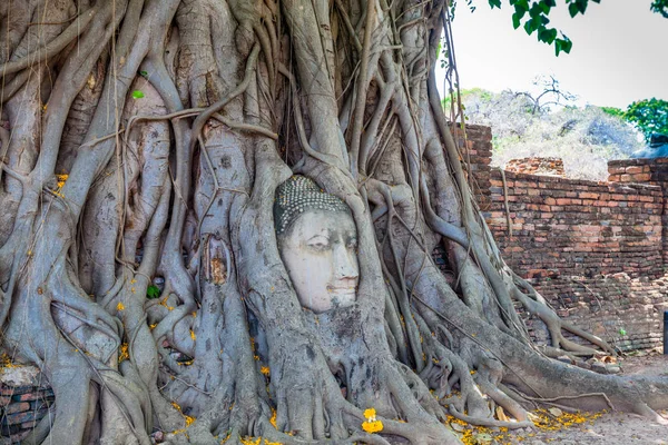 Tête de Bouddha dans les racines des arbres banyans — Photo
