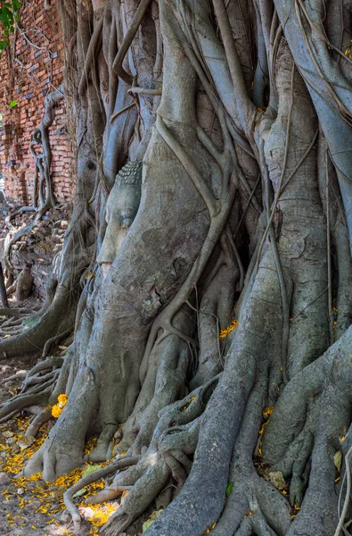반얀 나무 뿌리에 부처님 머리 — 스톡 사진