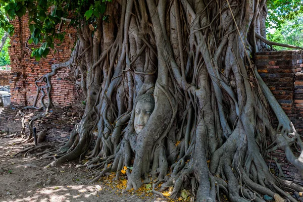 Buddha testa in banyan albero radici — Foto Stock