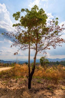 Büyük ağaçlar dağ