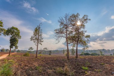 Büyük ağaçlar dağ