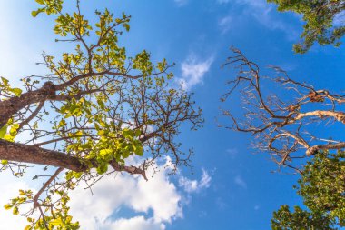 Büyük ağaçlar dağ