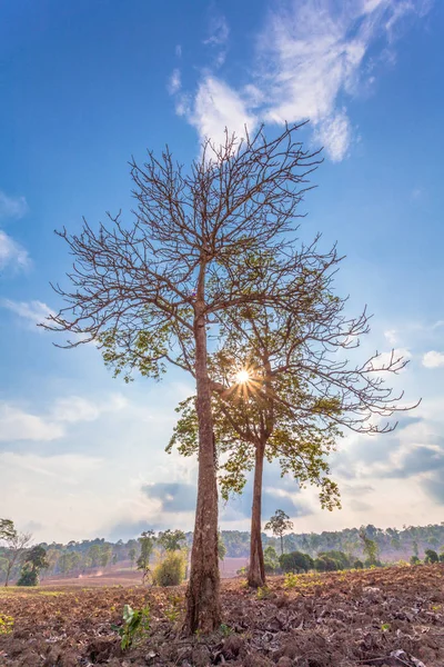 Grandi alberi sulla montagna — Foto Stock