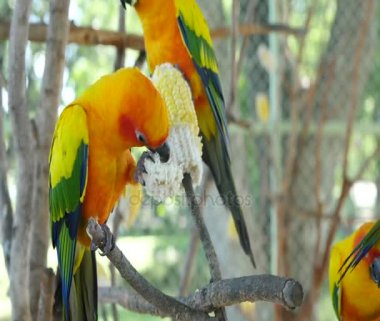 renkli güneş Conure kuşlar