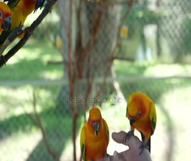 Färgstarka solen Conure fåglar — Stockvideo