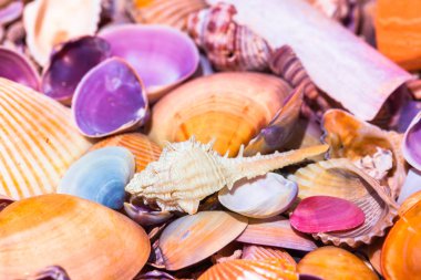 Sahilde deniz kabuğu