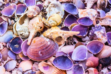 Sahilde deniz kabuğu