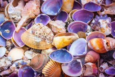 Sahilde deniz kabuğu