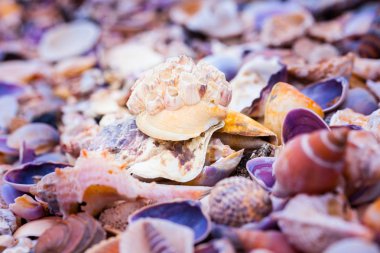 Sahilde deniz kabuğu
