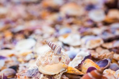 Sahilde deniz kabuğu