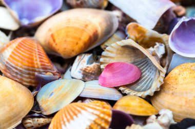 Sahilde deniz kabuğu