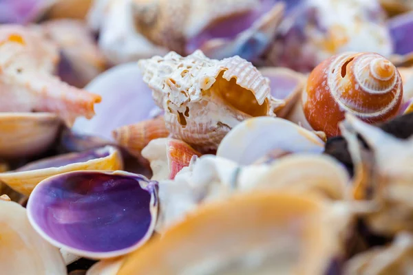 Sahilde deniz kabuğu